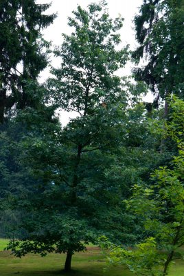 Quercus rubra - dub červený (15) - celek